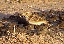 Lesser short-toed lark, 27-12-1998