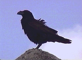 Raven, 23-12-1998