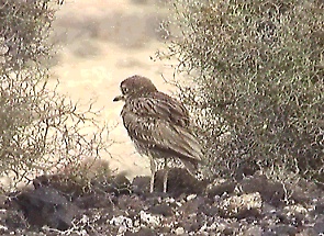 Stone-curlew, 29-12-1998