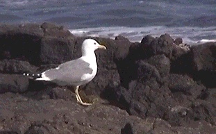 Yellow-legged gull, 28-12-1998